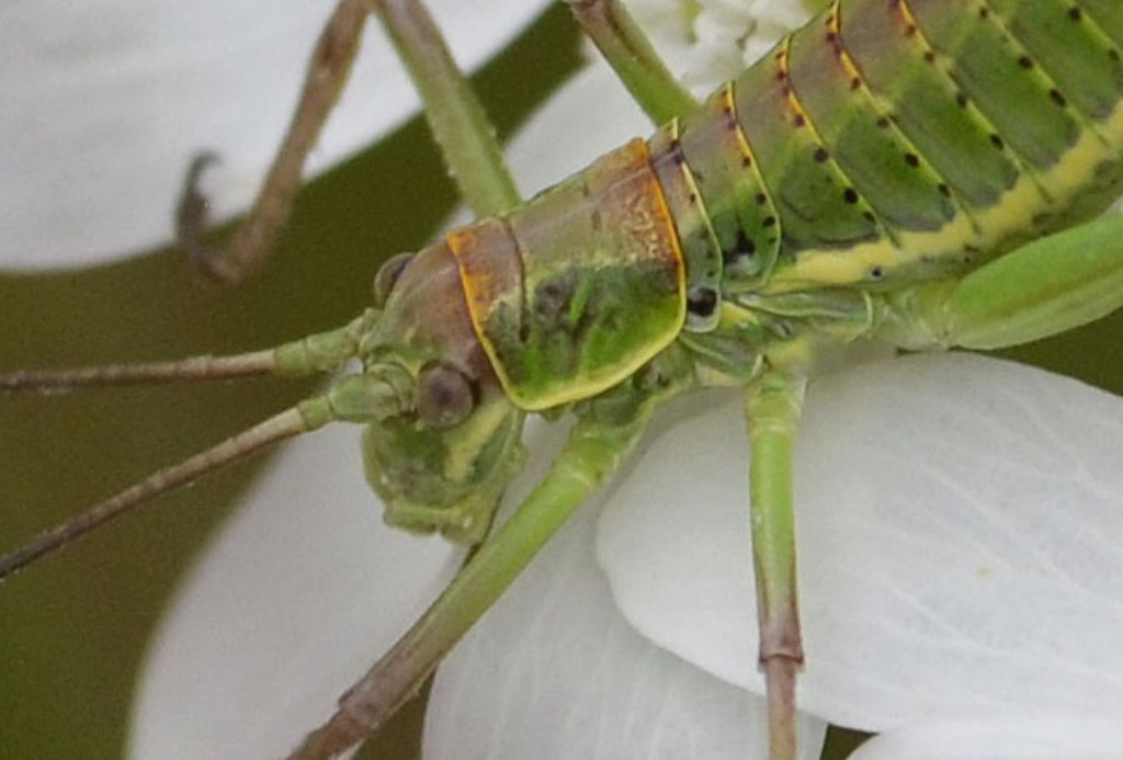 Ephippiger sp.,  giovane femmina (Bradyporidae)